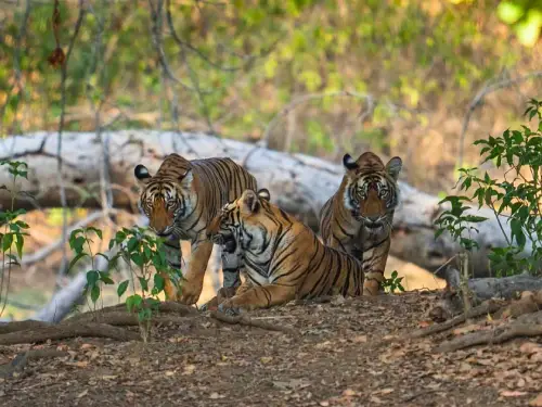 Ranthambore Guided Safari From Jaipur