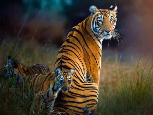 Ranthambore Safari Tour with Gharial Sanctuary
