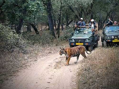 Ranthambore Tiger Safari Tour