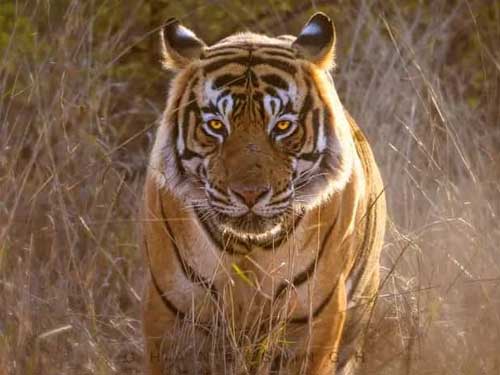 Ranthambore Tiger Safari Tour