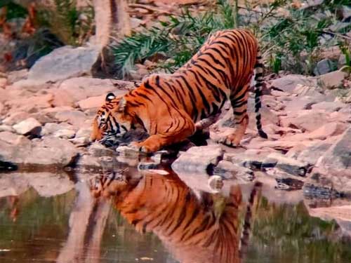 Ranthambore Tiger Safari Tour