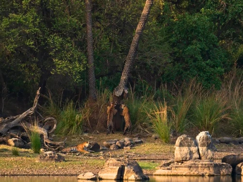 Sariska Tiger Safari
